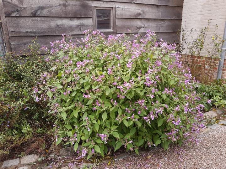 Strobilanthes rankanensis (penstemonoides)