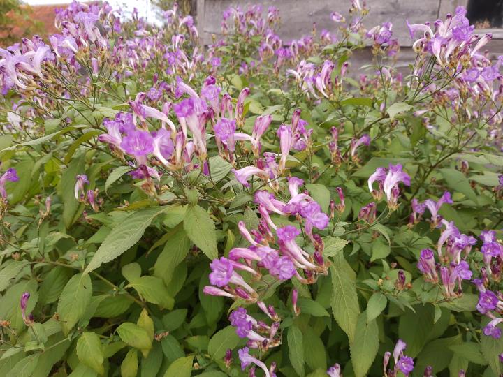 Strobilanthes rankanensis (penstemonoides)