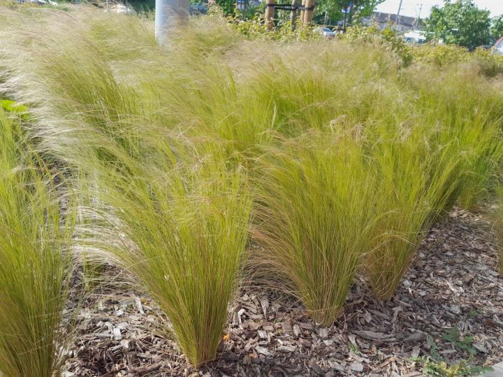 Stipa tenuifolia 'Ponytails'