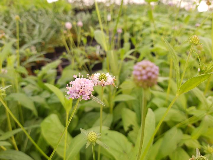 Succisella inflexa 'Frosted Pearls'