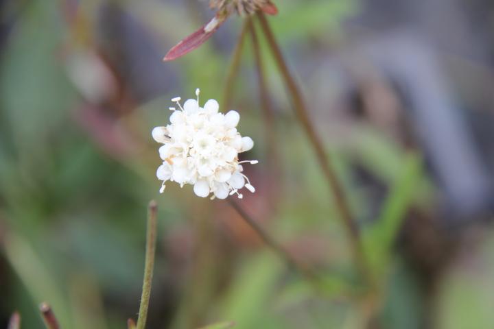 Succisa pratensis 'Alba'