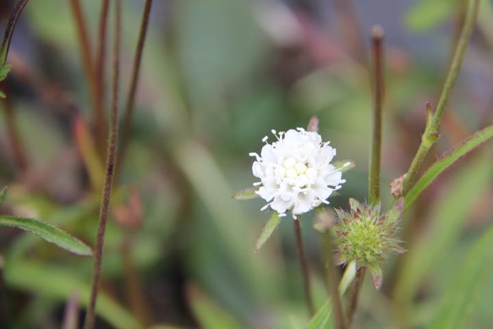 Succisa pratensis 'Alba'