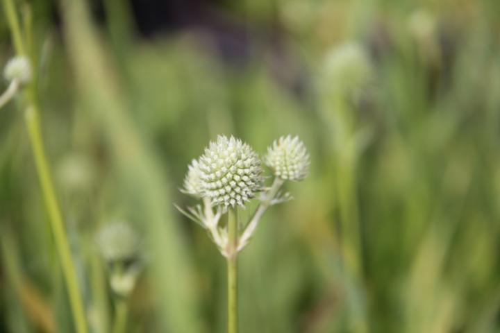 Succisa pratensis 'Alba'