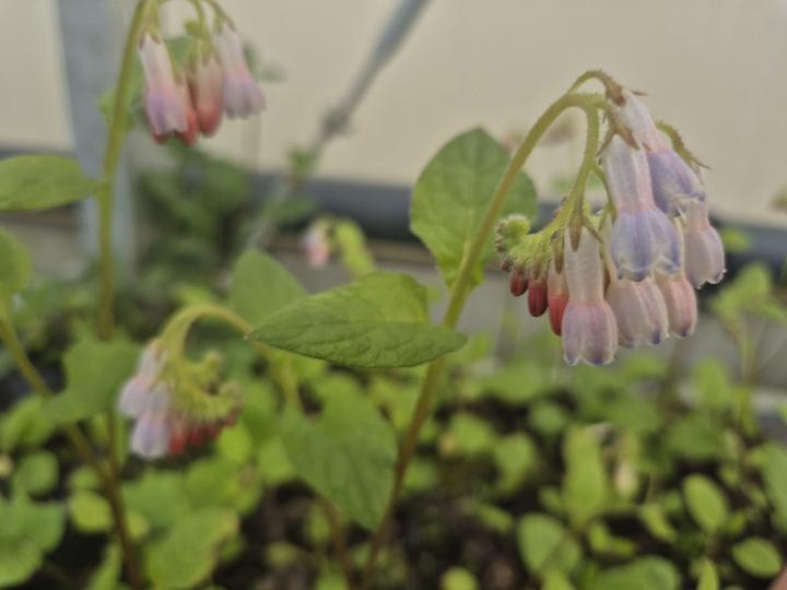 Symphytum grandiflorum 'Hidcote Pink'