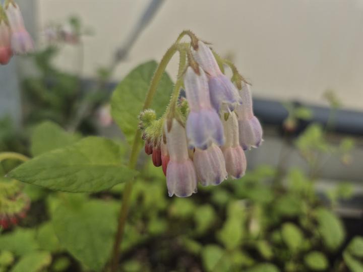 Symphytum grandiflorum 'Hidcote Pink'