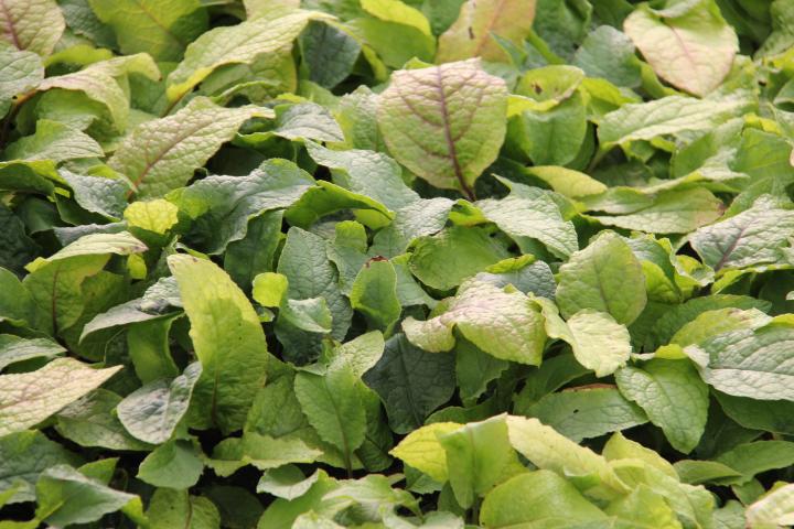 Symphytum grandiflorum