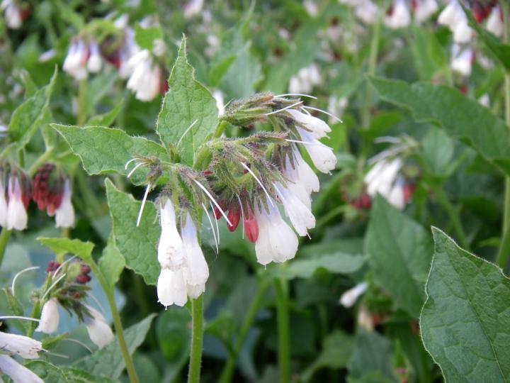 Symphytum grandiflorum 'Wisley Blue'