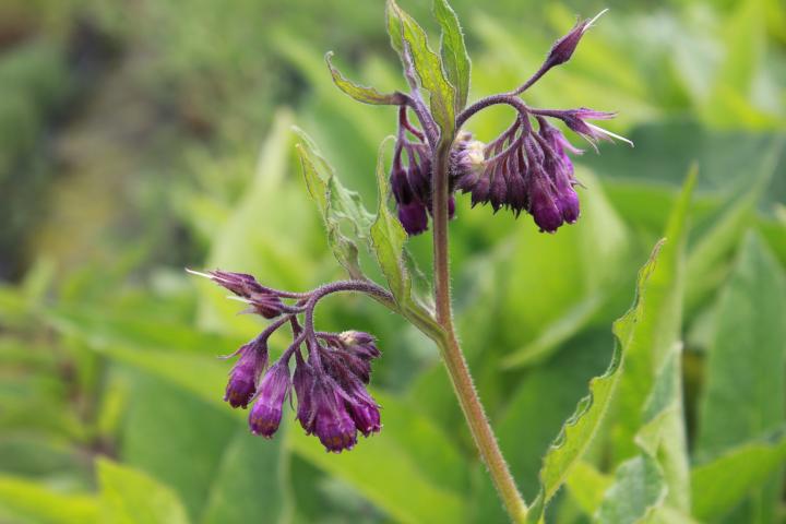 Symphytum officinale