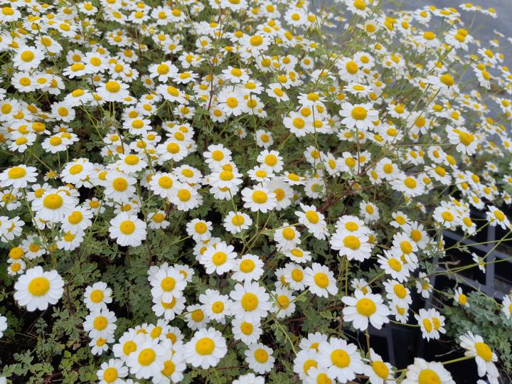 Tanacetum niveum 'Jackpot'