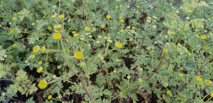 Tanacetum niveum 'Jackpot'