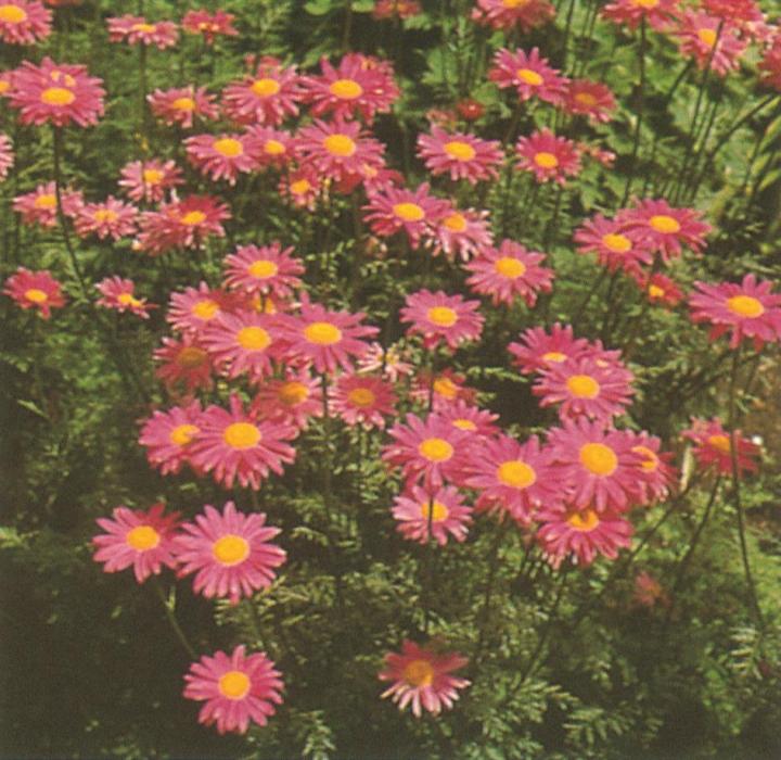 Tanacetum coccineum 'Robinson's Rose'