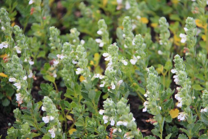 Teucrium chamaedrys 'Album'