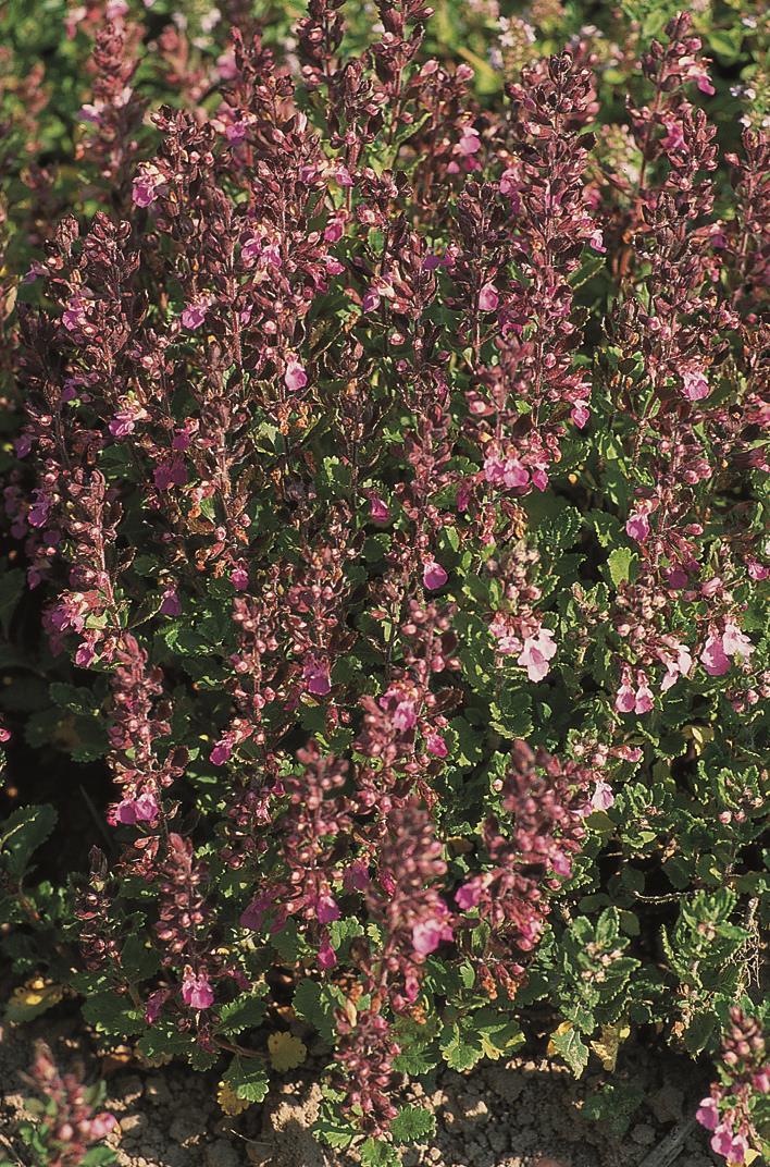Teucrium chamaedrys