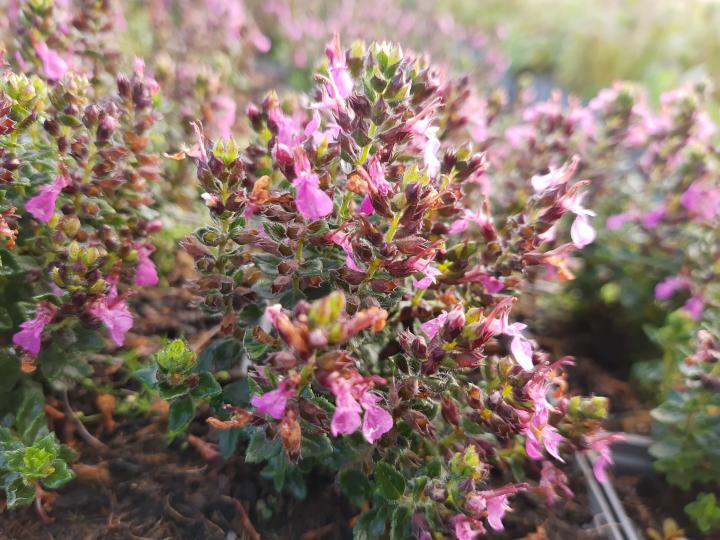 Teucrium chamaedrys 'Nanum'