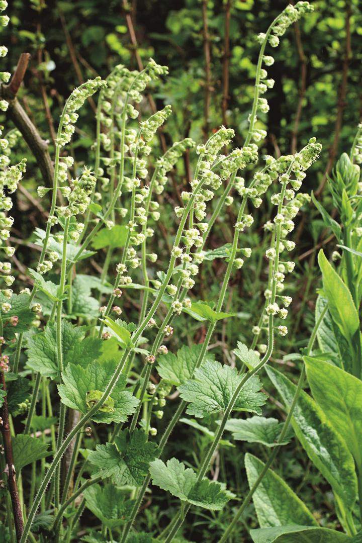 Tellima grandiflora