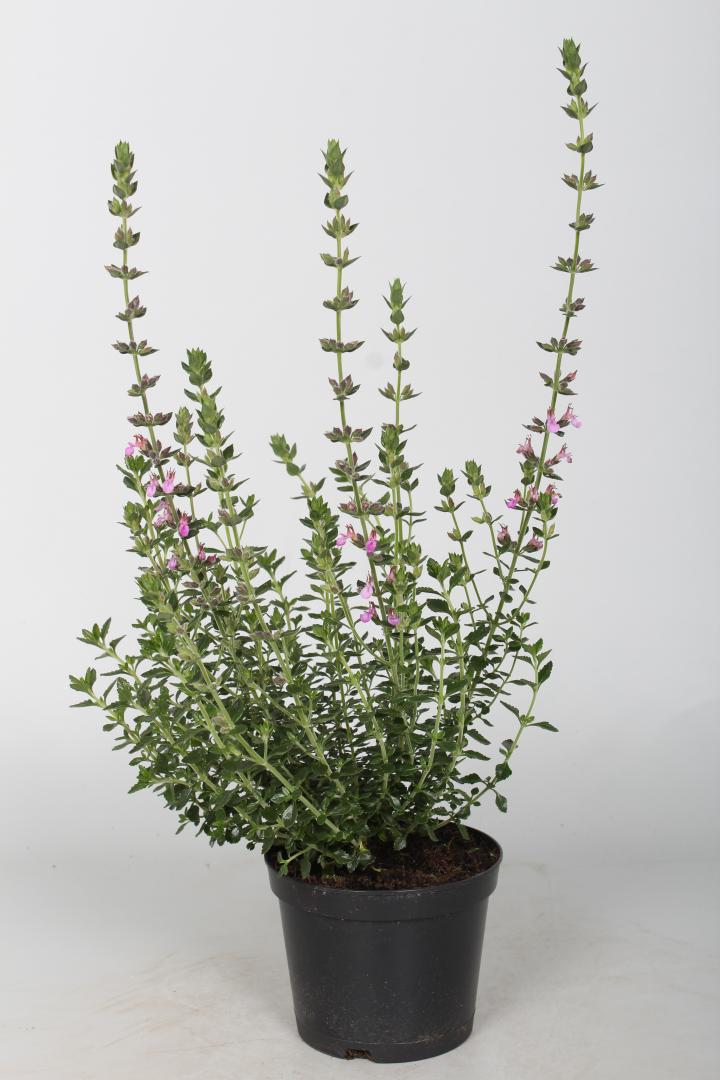 Teucrium lucidrys (x)