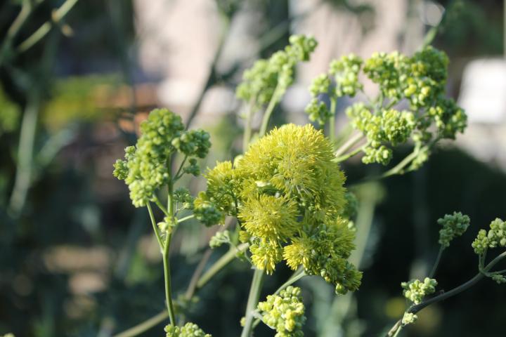 Thalictrum aquilegifolium