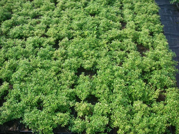 Thymus citriodorus 'Aureus'