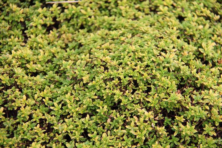 Thymus citriodorus 'Aureus'