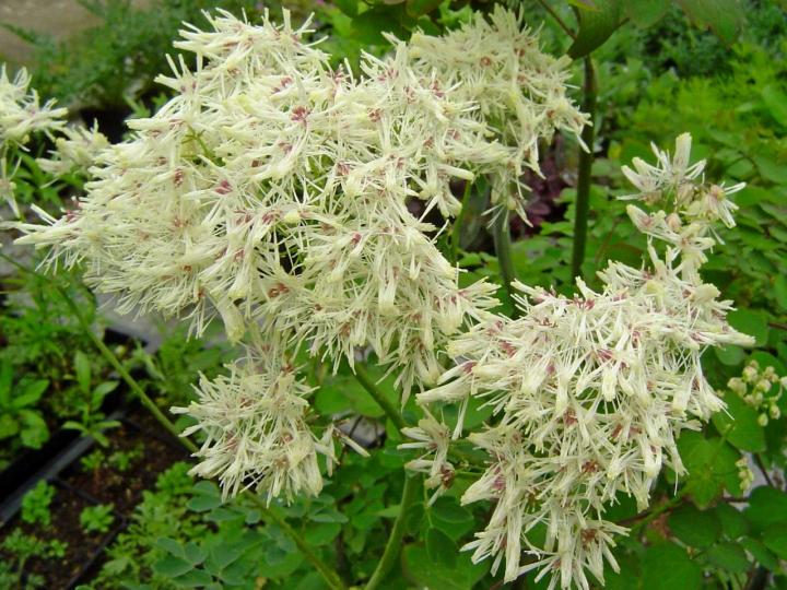 Thalictrum delavayi 'Album'