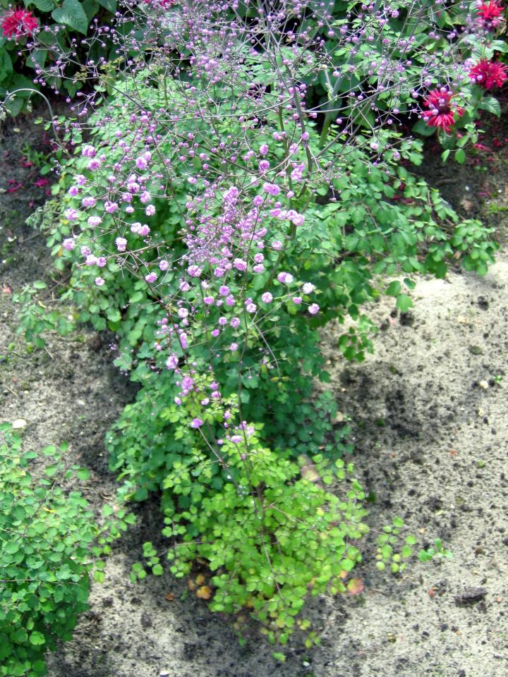 Thalictrum delavayi 'Hewitt's Double'