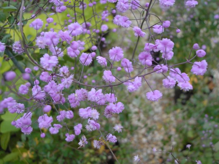 Thalictrum delavayi 'Hewitt's Double'