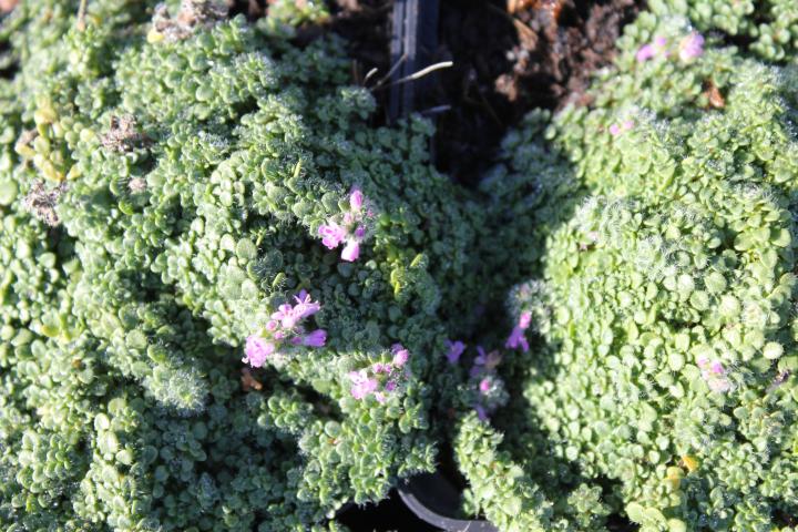 Thymus 'Elfin'