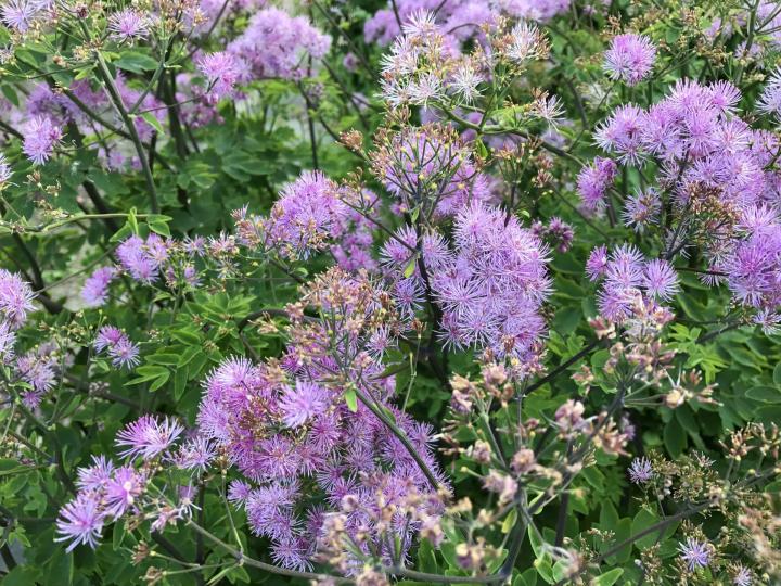 Thalictrum  'Elin'