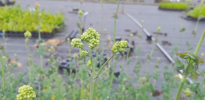 Thalictrum flavum subsp.glaucum