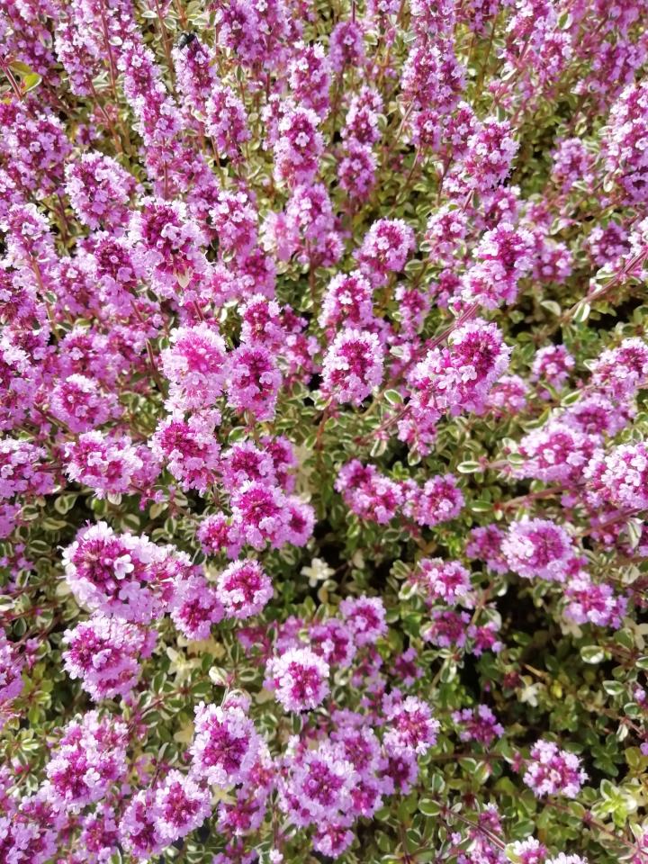 Thymus pulegioides 'Foxley'