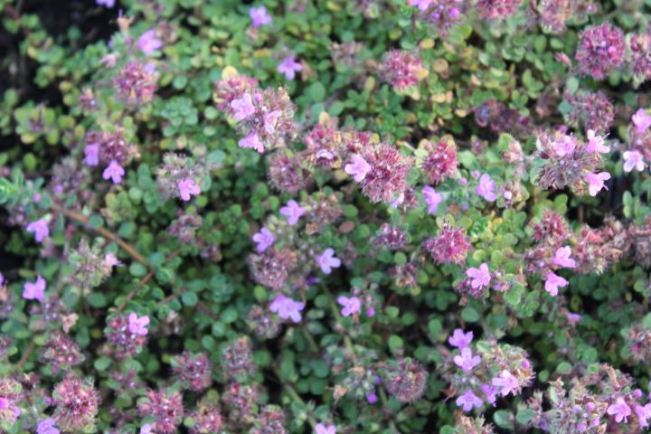Thymus praecox 'Pink Chintz'