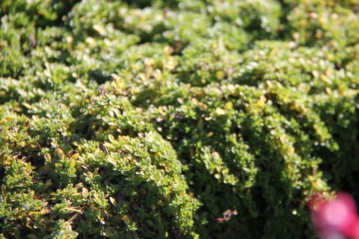 Thymus praecox 'Pseudolanuginosus'