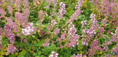 Thymus pulegioides