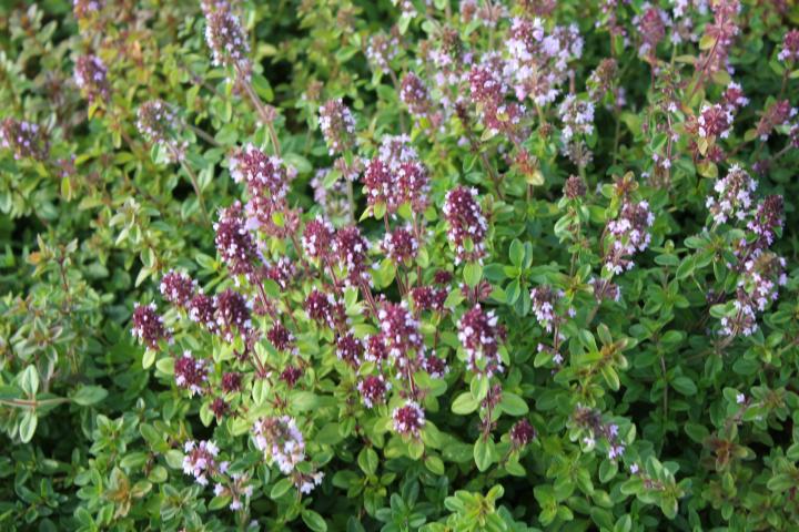 Thymus serpyllum