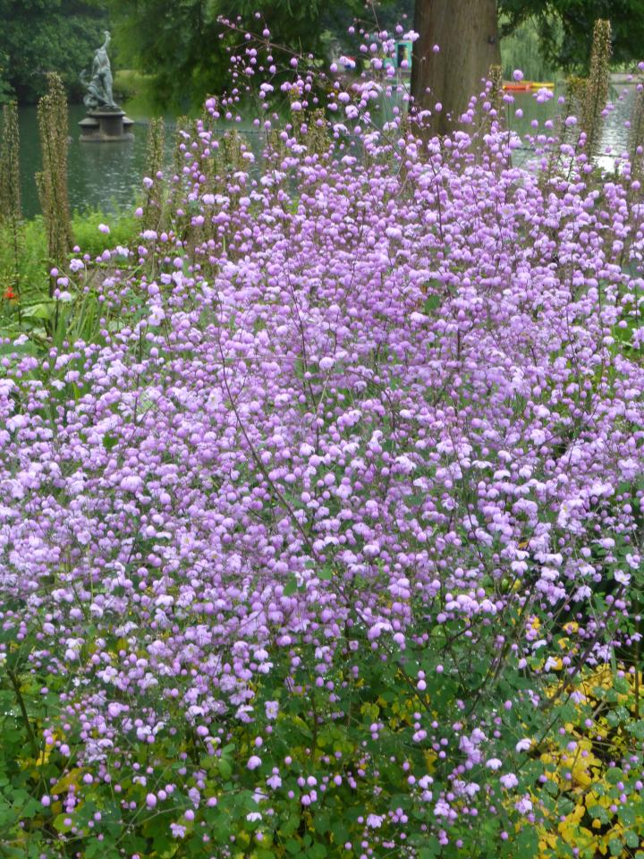 Thalictrum  'Splendide' ®