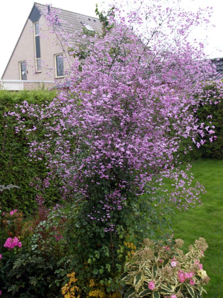 Thalictrum  'Splendide' ®