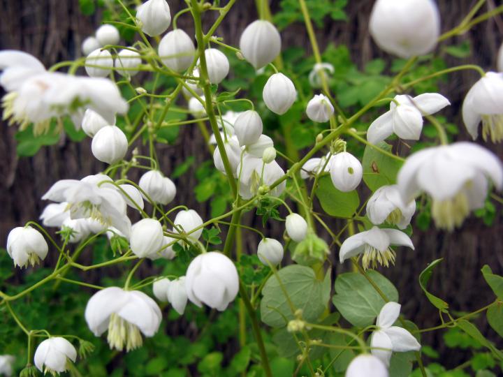 Thalictrum  'Splendide White' PBR