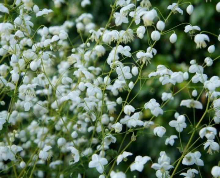 Thalictrum  'Splendide White' PBR