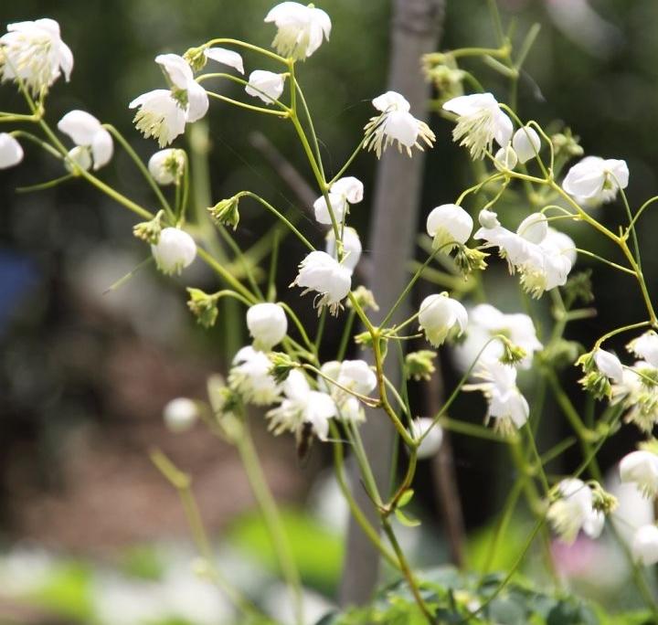 Thalictrum  'Splendide White' PBR