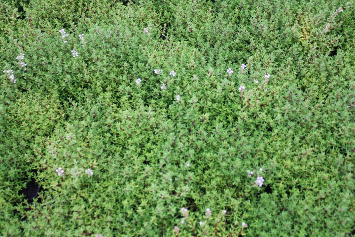 Thymus vulgaris