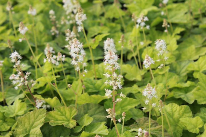 Tiarella cordifolia
