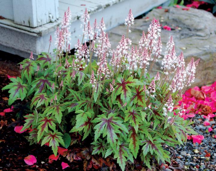 Tiarella  'Sugar & Spice' PBR