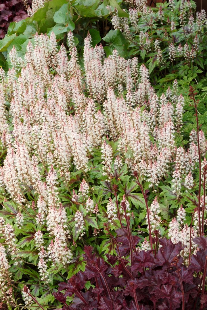 Tiarella  'Sugar & Spice' PBR