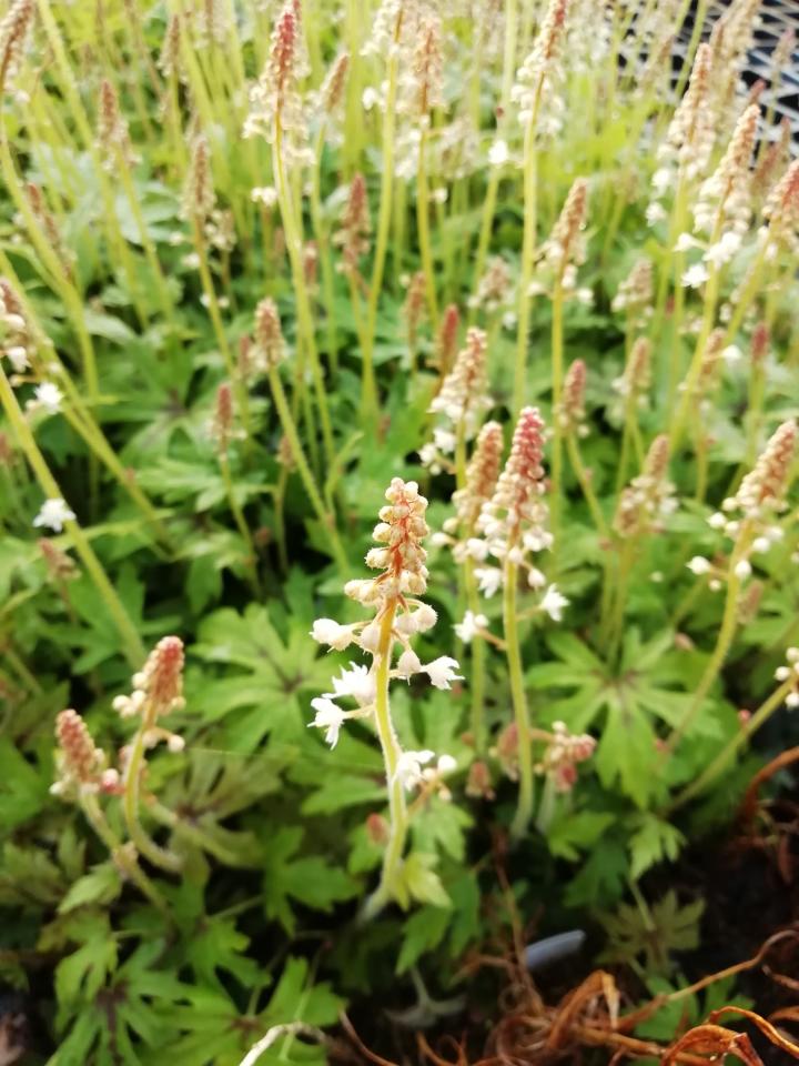 Tiarella  'Skeleton Key'