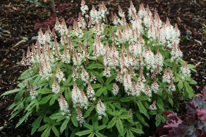 Tiarella  'Spring Symphony' PBR