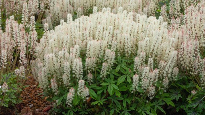 Tiarella  'Spring Symphony' PBR