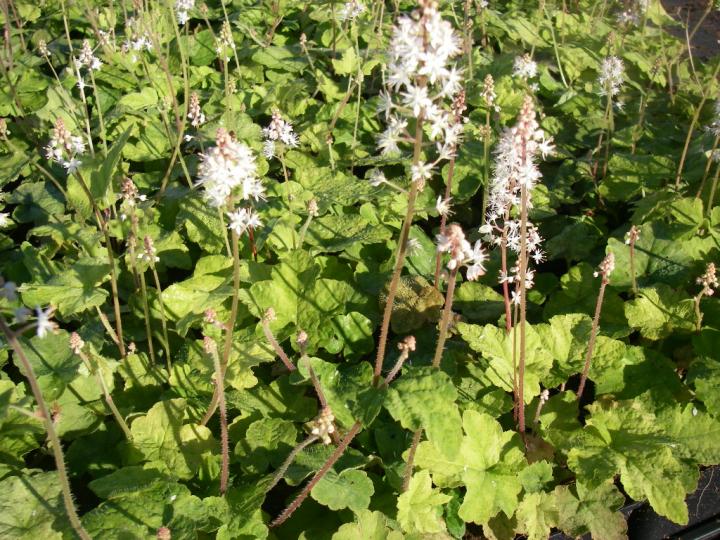Tiarella wherryi