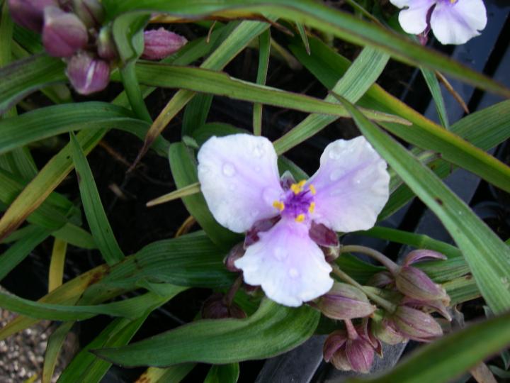 Tradescantia  'Bilberry Ice'