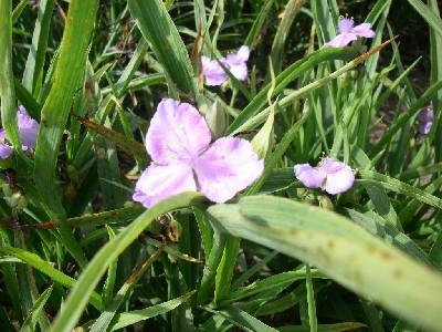 Tradescantia  'Charlotte'