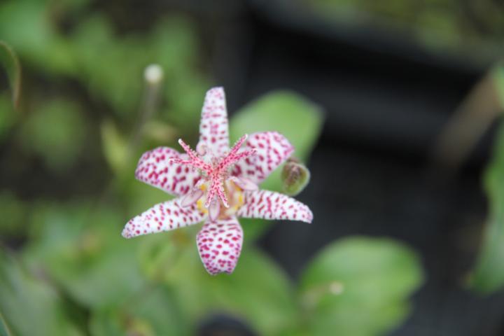 Tricyrtis formosana 'Dark Beauty'